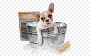 Chihuahua Pomeranian Cat Dog grooming Pet - Dog in the bath Chihuahua Pomeranian Cat Dog grooming Pet - Dog in the bath
