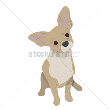 Chihuahua puppy Chihuahua puppy