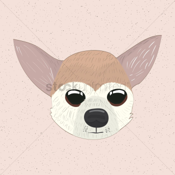 Chihuahua puppy Chihuahua puppy