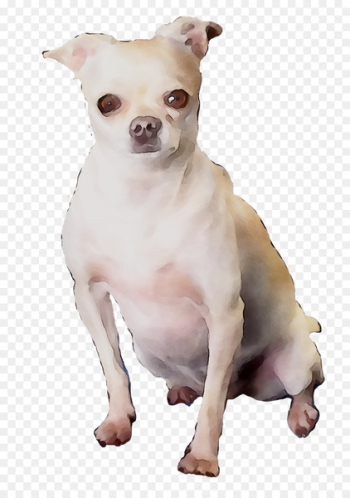 Chihuahua Puppy Dog breed Companion dog Toy dog - Chihuahua Puppy Dog breed Companion dog Toy dog -