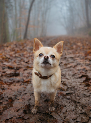 Chihuahua Standing On Mud Chihuahua Standing On Mud