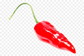 chili pepper malagueta pepper tabasco pepper bell peppers and chili peppers piquillo pepper