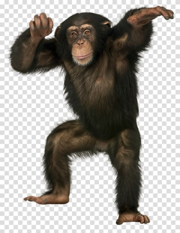 Chimpanzee portable network graphic, Common chimpanzee Bonobo Monkey Ape Bornean orangutan, Black Gorilla transparent background PNG clipart