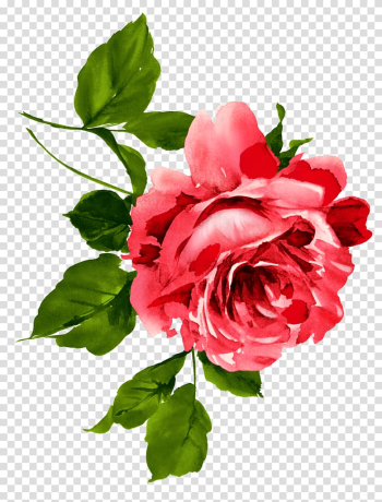 China Flower Floral emblem Rosa chinensis Watercolor painting, flower type transparent background PNG clipart