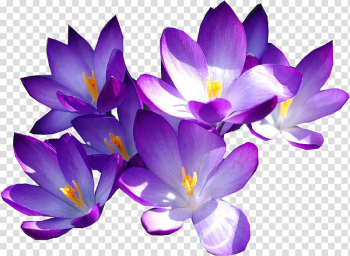 China National Pharmaceutical Group Xinjiang Medicines Co., Ltd. Violet Color, Purple crocus transparent background PNG clipart