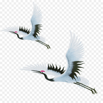 China Red-crowned crane Bird - Flying crane China Red-crowned crane Bird - Flying crane