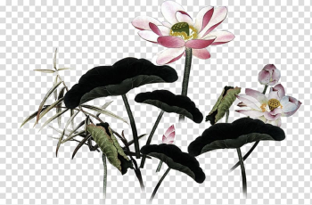 China Watercolor painting Budaya Tionghoa, Beautiful watercolor ink beautiful lotus lotus transparent background PNG clipart