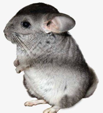 Chinchilla Baby, Baby Clipart, Pet, Cat PNG Transparent Image and ...