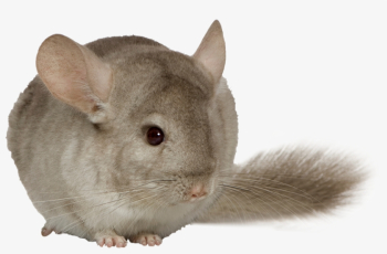 Chinchilla - Chinchilla Deli Nature 5 Star Menu - Chinchillas ...