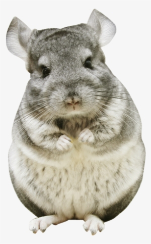 chinchilla png - AbeonCliparts | Cliparts & Vectors chinchilla png - AbeonCliparts | Cliparts & Vectors