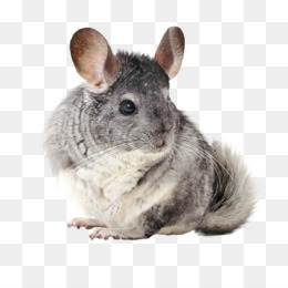 Chinchilla PNG - Chinchilla Rabbit. Chinchilla PNG - Chinchilla Rabbit.