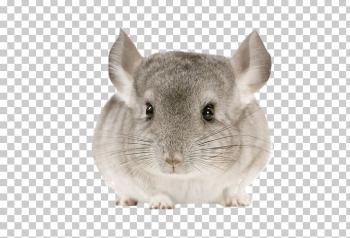 Chinchilla Rodent Cat Pet Guinea Pig PNG, Clipart, Animal, Animals ...