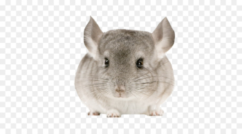 Chinchilla Snout png download - 500*500 - Free Transparent ...