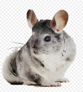 Chinchilla Whiskers Computer mouse Fauna Snout - Chinchilla Whiskers Computer mouse Fauna Snout -