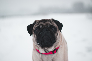 Chinese Fawn Pug Chinese Fawn Pug