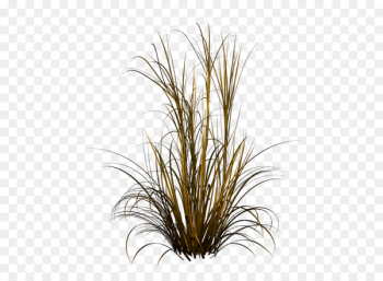 Chinese fountain grass Ornamental grass - others Chinese fountain grass Ornamental grass - others