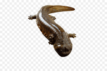 Chinese giant salamander Japanese giant salamander Amphibian Yangtze Nombre cientxedfico - Black giant salamander 