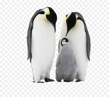 Chinstrap Penguin Antarctica Adxe9lie penguin - Cute penguin family 