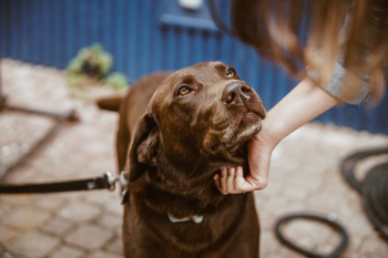 Chocolate Lab Dog Chocolate Lab Dog