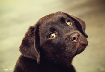 Chocolate labrador puppy | Free stock photo - 437438 Chocolate labrador puppy | Free stock photo - 437438