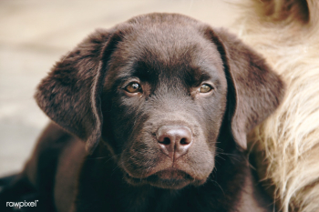 Chocolate labrador puppy | Free stock photo - 437442 Chocolate labrador puppy | Free stock photo - 437442