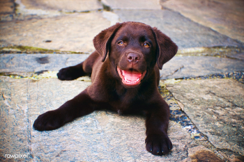 Chocolate labrador puppy | Free stock photo - 437460 Chocolate labrador puppy | Free stock photo - 437460