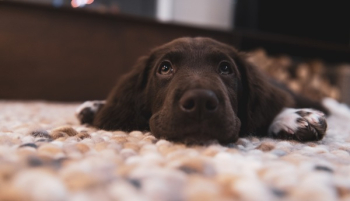 Chocolate Labrador Retriever Puppy on Floor Chocolate Labrador Retriever Puppy on Floor