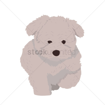 Chow chow puppy Chow chow puppy