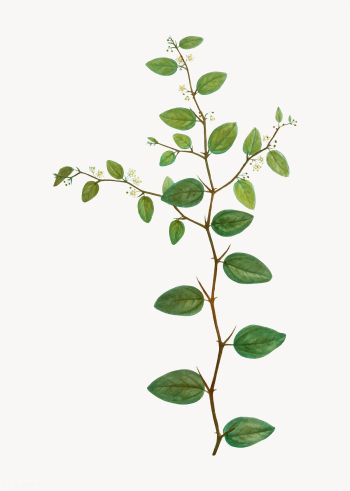 Christ's thorn branch | Free stock vector - 568204 Christ's thorn branch | Free stock vector - 568204