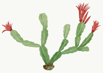 Christmas cactus illustration vector design | Free Vector Illustration - rawpixel
