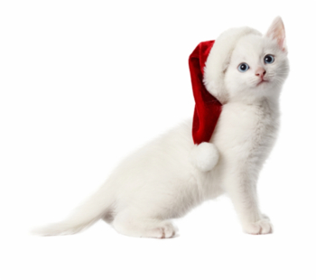 christmas #cat #kitty#freetoedit - Christmas Animal Wallpaper Hd ...