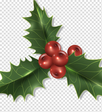 Christmas decoration Holly, Christmas plant decorations transparent background PNG clipart