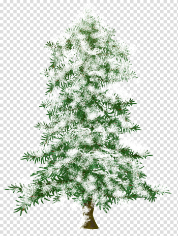 Christmas fir, white petaled flower tree transparent background PNG clipart