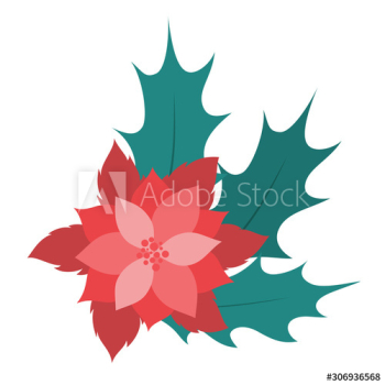 Christmas Flower or poinsettia Christmas Flower or poinsettia
