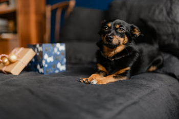 Christmas gifts for a cute little dog Christmas gifts for a cute little dog