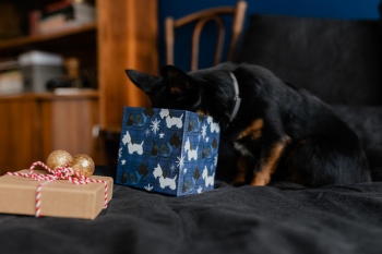 Christmas gifts for a cute little dog Christmas gifts for a cute little dog