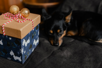 Christmas gifts for a cute little dog Christmas gifts for a cute little dog
