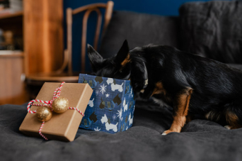 Christmas gifts for a cute little dog Christmas gifts for a cute little dog