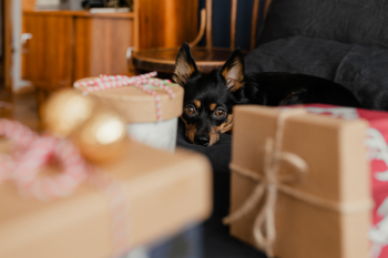 Christmas gifts for a cute little dog Christmas gifts for a cute little dog