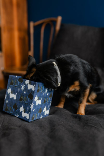 Christmas gifts for a cute little dog Christmas gifts for a cute little dog