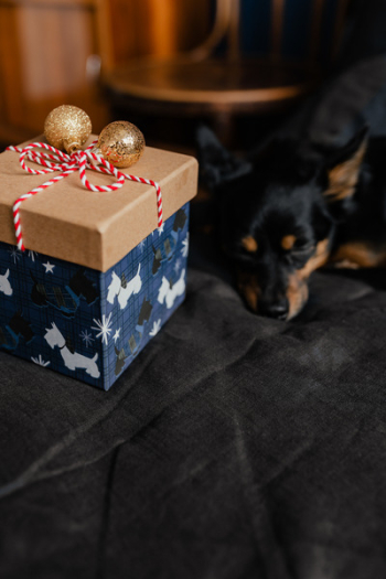 Christmas gifts for a cute little dog Christmas gifts for a cute little dog