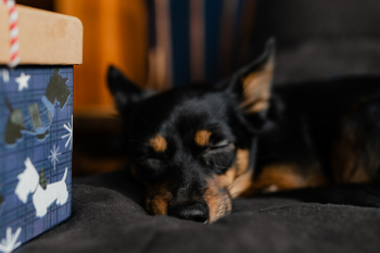 Christmas gifts for a cute little dog Christmas gifts for a cute little dog
