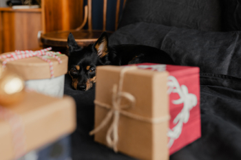 Christmas gifts for a cute little dog Christmas gifts for a cute little dog