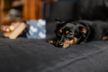 Christmas gifts for a cute little dog Christmas gifts for a cute little dog