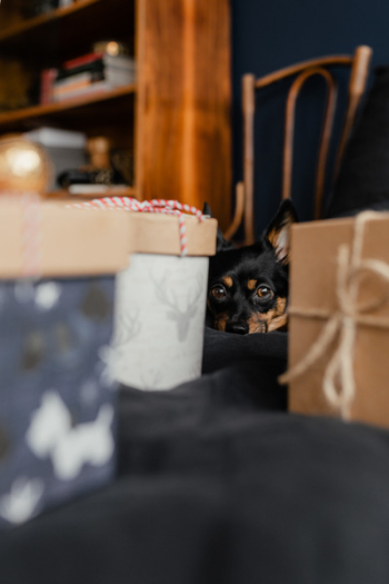 Christmas gifts for a cute little dog Christmas gifts for a cute little dog