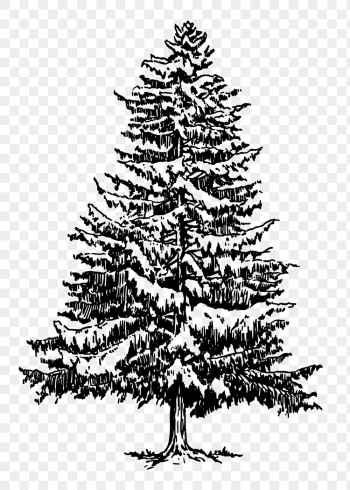 Christmas png pine tree clipart, | Free PNG Illustration - rawpixel