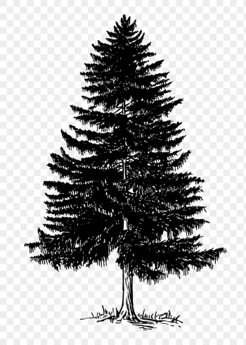 Christmas png pine tree clipart, | Free PNG Illustration - rawpixel