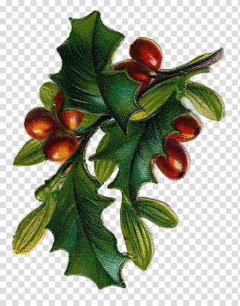 Christmas Resource , green and red leaf illustration transparent background PNG clipart