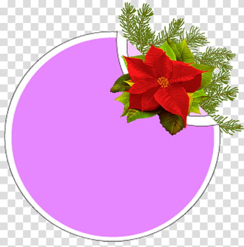 Christmas stickers, poinsettia flower transparent background PNG clipart