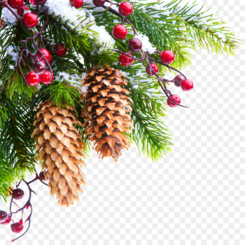 Christmas tree Branch Photography - pine cone Christmas tree Branch Photography - pine cone